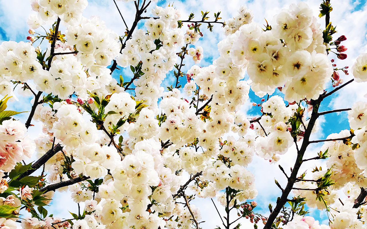 a tree in bloom